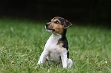 PARSON RUSSEL TERRIER 193